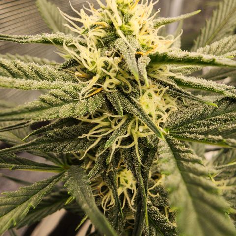 Night Owl - Creme De La Cosmos growlog timeline photo