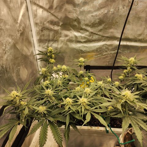 Night Owl - Creme De La Cosmos growlog timeline photo