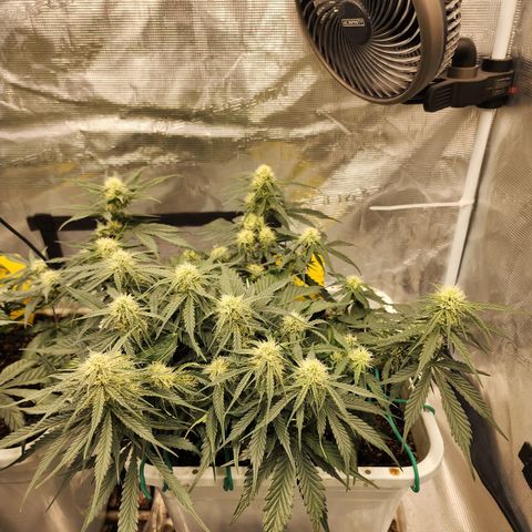 Night Owl - Creme De La Cosmos growlog timeline photo
