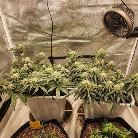 Night Owl - Creme De La Cosmos growlog timeline photo