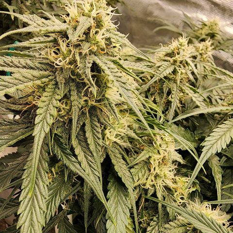 Night Owl - Creme De La Cosmos growlog timeline photo