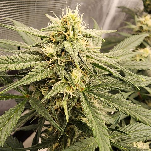 Night Owl - Creme De La Cosmos growlog timeline photo