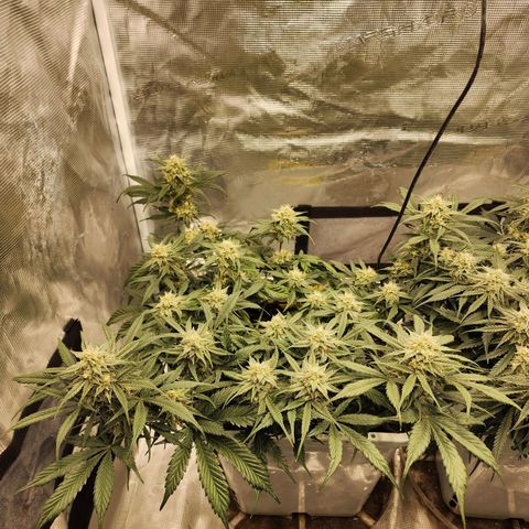 Night Owl - Creme De La Cosmos growlog timeline photo