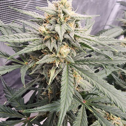 Night Owl - Creme De La Cosmos growlog timeline photo