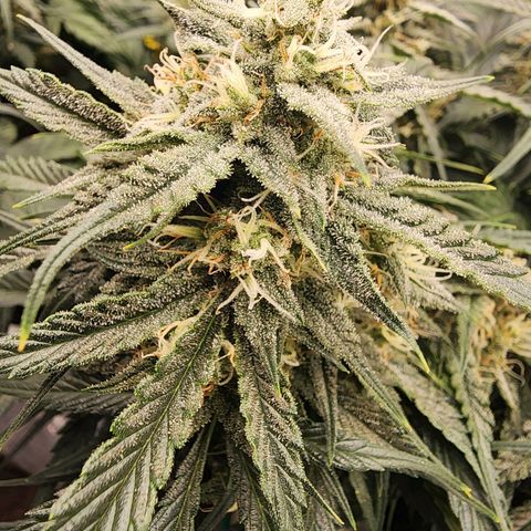 Night Owl - Creme De La Cosmos growlog timeline photo