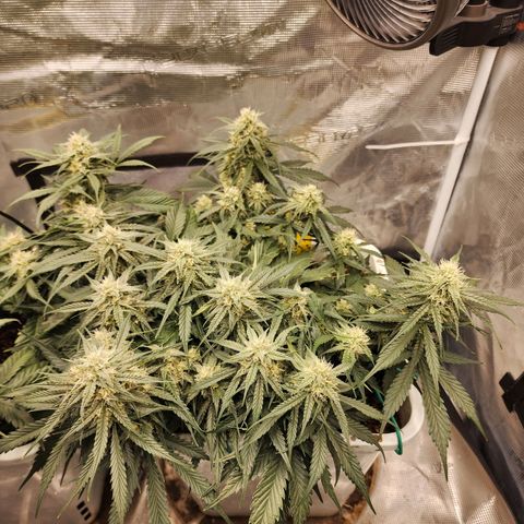 Night Owl - Creme De La Cosmos growlog timeline photo