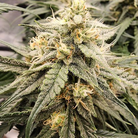 Night Owl - Creme De La Cosmos growlog timeline photo