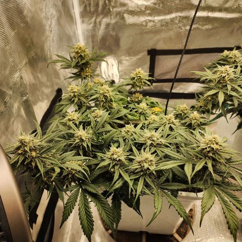 Night Owl - Creme De La Cosmos growlog timeline photo