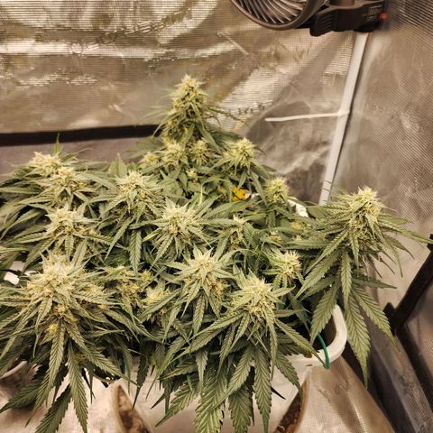 Night Owl - Creme De La Cosmos growlog timeline photo