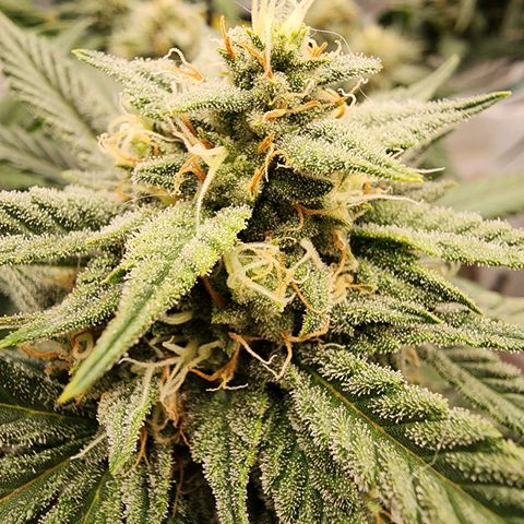 Night Owl - Creme De La Cosmos growlog timeline photo