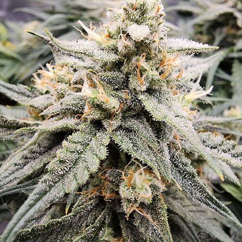 Night Owl - Creme De La Cosmos growlog timeline photo