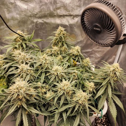 Night Owl - Creme De La Cosmos growlog timeline photo