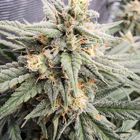 Night Owl - Creme De La Cosmos growlog timeline photo