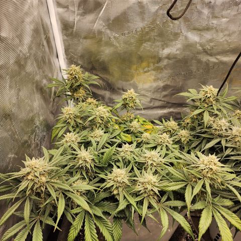 Night Owl - Creme De La Cosmos growlog timeline photo