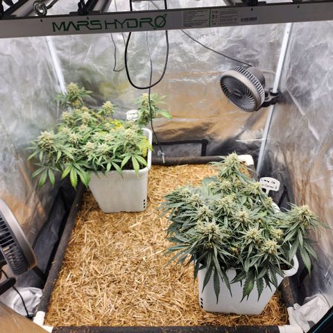 Night Owl - Creme De La Cosmos growlog timeline photo