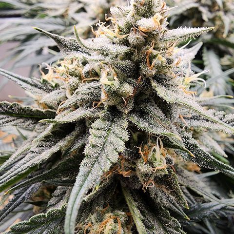 Night Owl - Creme De La Cosmos growlog timeline photo
