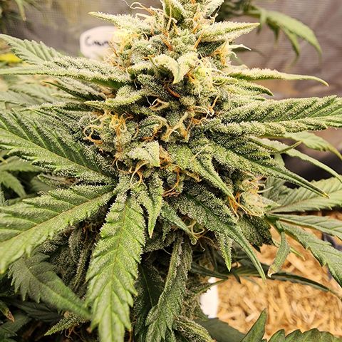Night Owl - Creme De La Cosmos growlog timeline photo