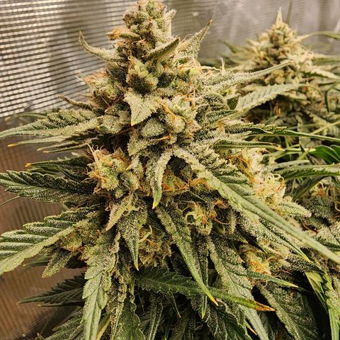 Night Owl - Creme De La Cosmos growlog timeline photo