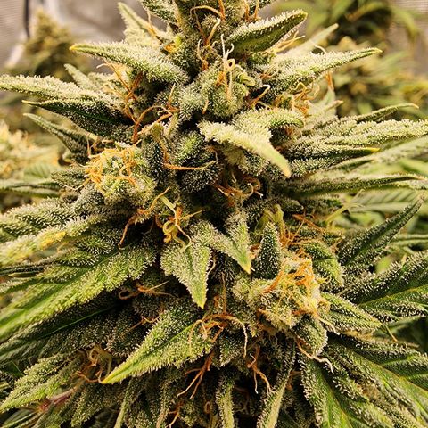 Night Owl - Creme De La Cosmos growlog timeline photo