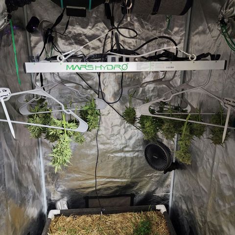 Night Owl - Creme De La Cosmos growlog timeline photo