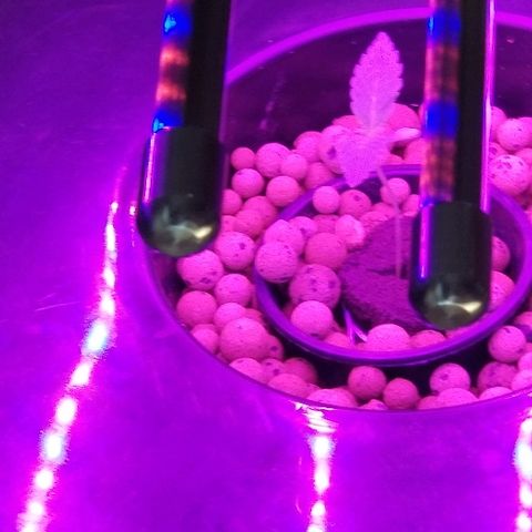 SSH1 growlog photo: Far away