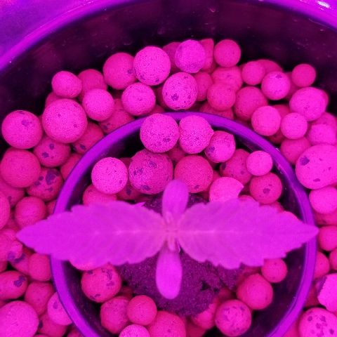 SSH1 growlog photo: Close up 