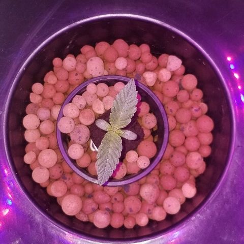 SSH1 growlog photo: Looking healthy!!