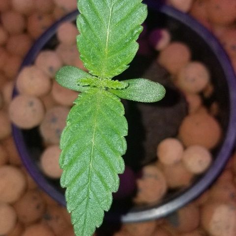 SSH1 growlog photo: Looking Beautiful 