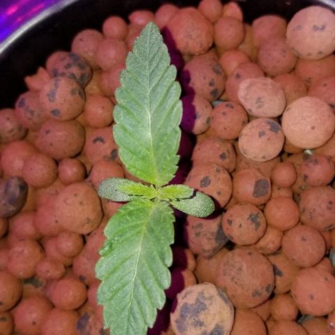 SSH1 growlog timeline photo