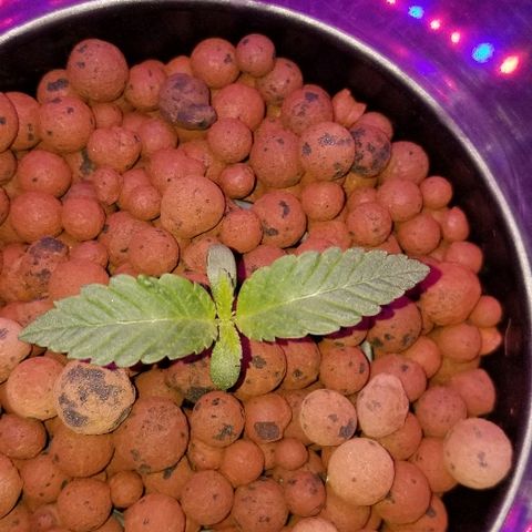 SSH1 growlog timeline photo
