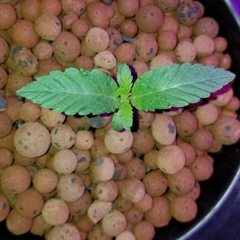 SSH1 growlog photo: Water height looks perfect 