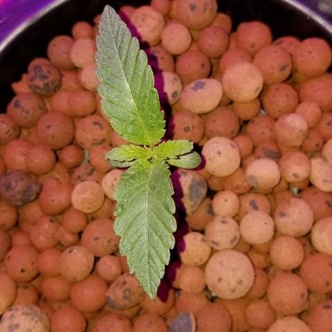 SSH1 growlog photo: Water height looks perfect 
