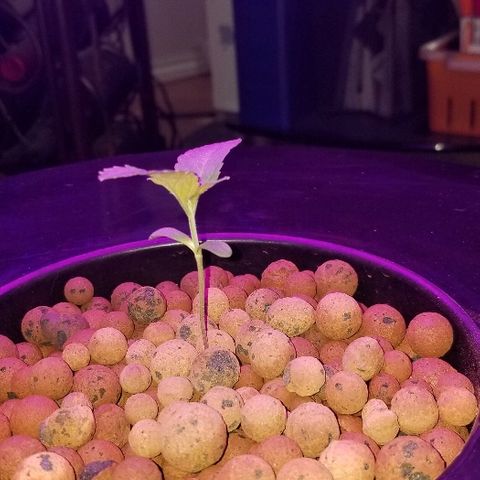 SSH1 growlog photo: Height 