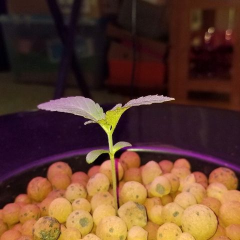 SSH1 growlog photo: Height 