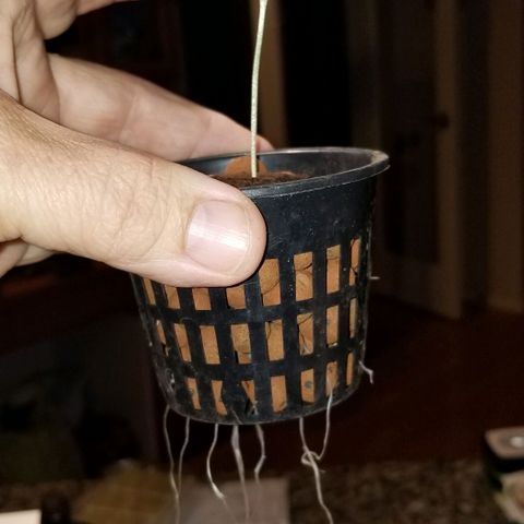 SSH1 growlog photo: Beautiful 