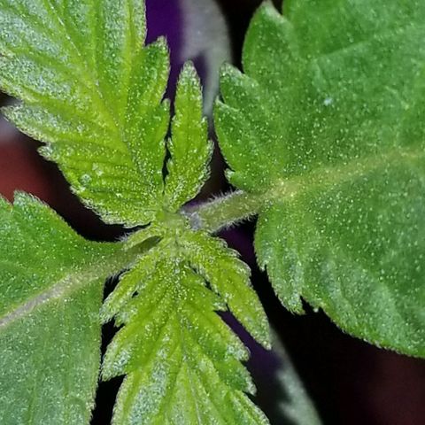 SSH1 growlog photo: Beautiful 