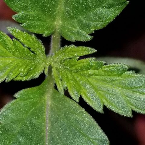 SSH1 growlog photo: Beautiful 