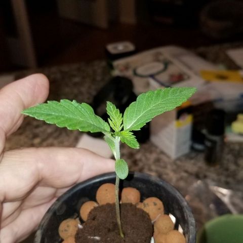 SSH1 growlog photo: Beautiful 