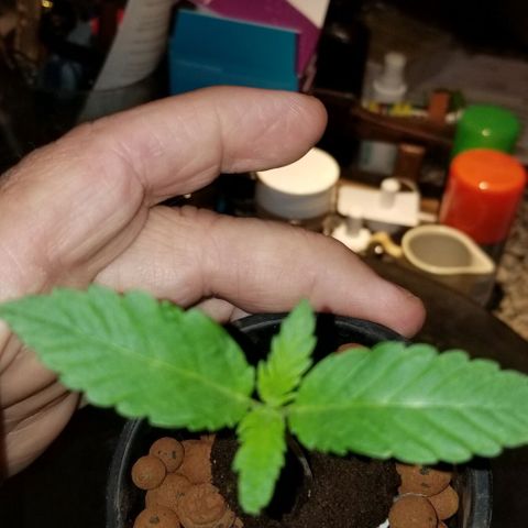 SSH1 growlog photo: Beautiful 
