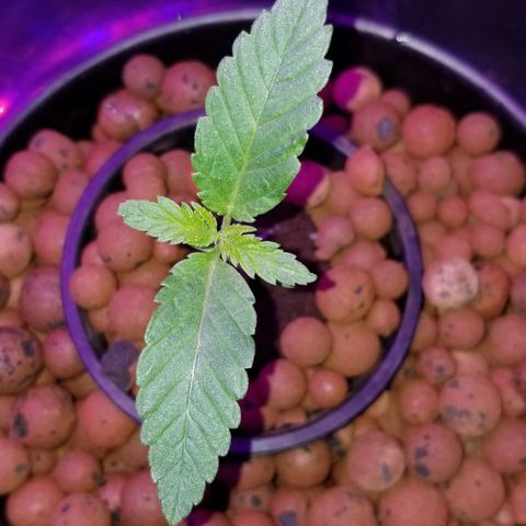SSH1 growlog photo: Beautiful 