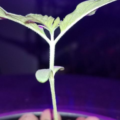 SSH1 growlog photo: Good morning ladies 