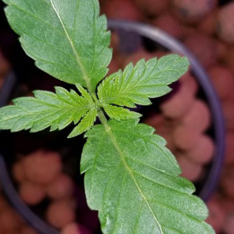 SSH1 growlog photo: Good morning ladies 