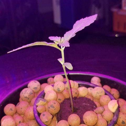 SSH1 growlog photo: Good morning ladies 