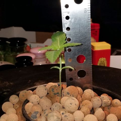 SSH1 growlog photo: Looking great still, 3red set of leaves really prominent 
