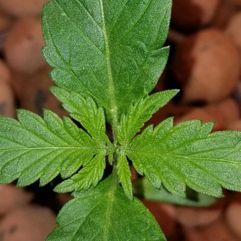 SSH1 growlog photo: Looking great still, 3red set of leaves really prominent 