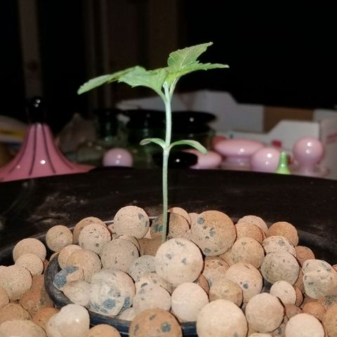 SSH1 growlog photo: Looking great still, 3red set of leaves really prominent 