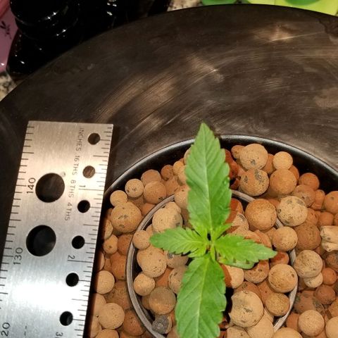 SSH1 growlog photo: Looking great still, 3red set of leaves really prominent 