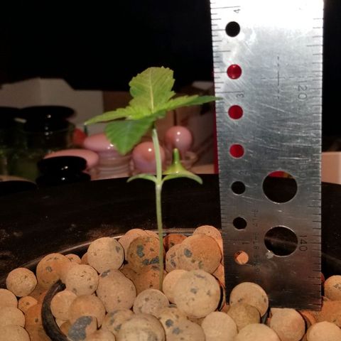 SSH1 growlog photo: Looking great still, 3red set of leaves really prominent 