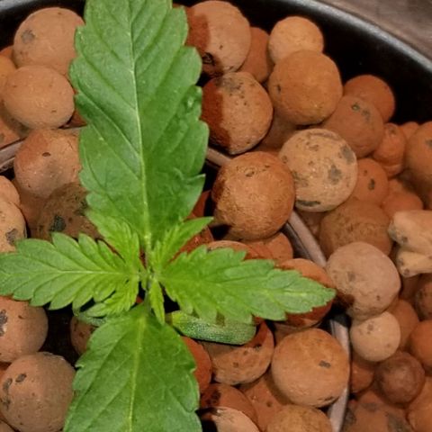 SSH1 growlog photo: Looking great still, 3red set of leaves really prominent 
