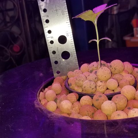 SSH1 growlog photo: 4 pair, 5th on board 